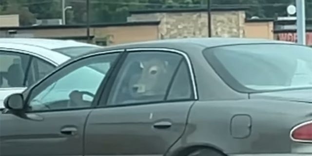 A bizarre video filmed in Marshfield, Wis., shows a car waiting at a McDonald’s drive-thru that has a cow sitting in the backseat.