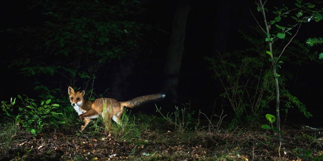 Frank Kohn, from Fairfax, Virginia, has had his newspaper stolen regularly by a local fox for the past six weeks, according to a local report. (iStock)