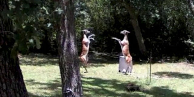 Gay Isber Miller captured the footage during a family get-together at her home in Lake Somerville, Texas.