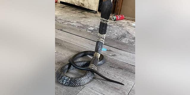 The Grand Prairie Police in Texas are warning residents that this dangerous West African Banded Cobra has gone missing.