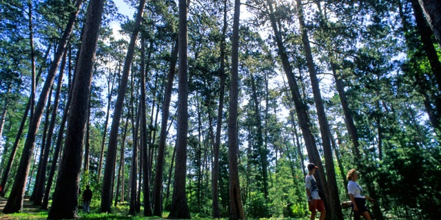Hiking in Itasca State Park (Explore Minnesota). 