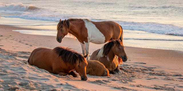 Campers on the east coast of the country can camp on the Assateague Island National Coast in Maryland and Virginia.