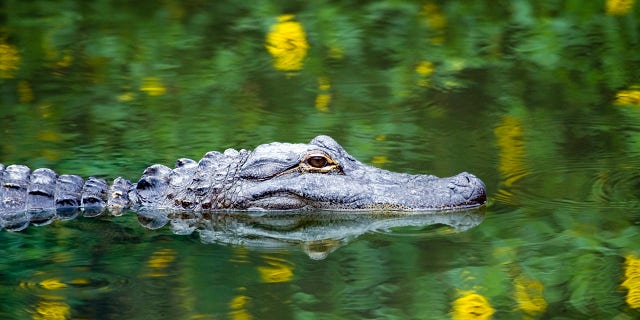 Alligators are reptilian predators that hunt in water and land.