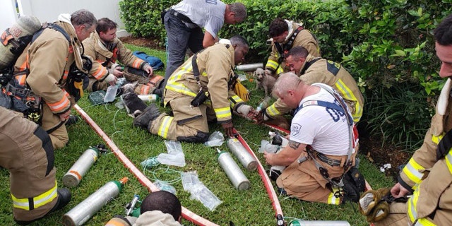 Firefighters cared for the dogs following their rescue.