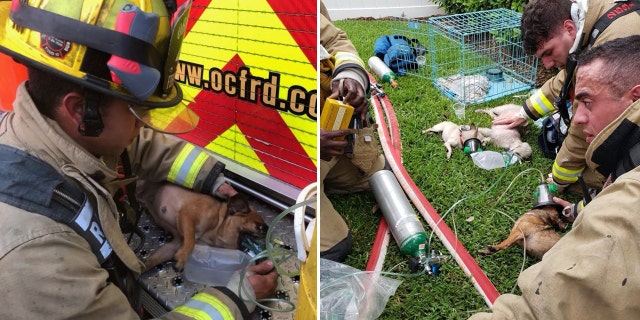 Firefighters gave oxygen to the rescued dogs after evacuating them from the burning home.