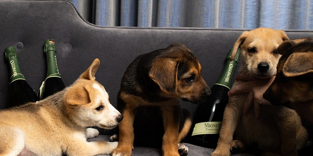 This hotel will deliver puppies and prosecco to your room