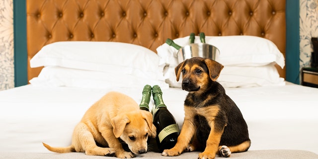 This hotel will deliver puppies and prosecco to your room