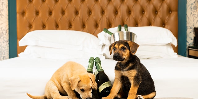 This hotel will deliver puppies and prosecco to your room