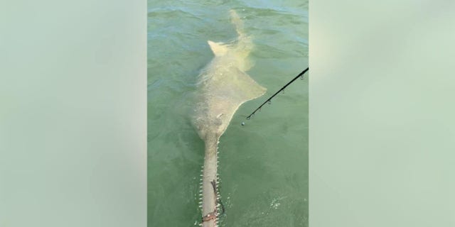 Peter Deeks and a friend spent two hours trying to reel in a large sawfish during a fishing trip on the Indian River Lagoon in Florida.