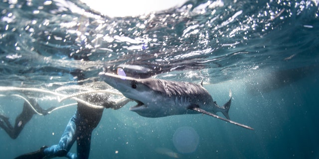 Martin Yelland works as a mailman and also takes wildlife photographs.