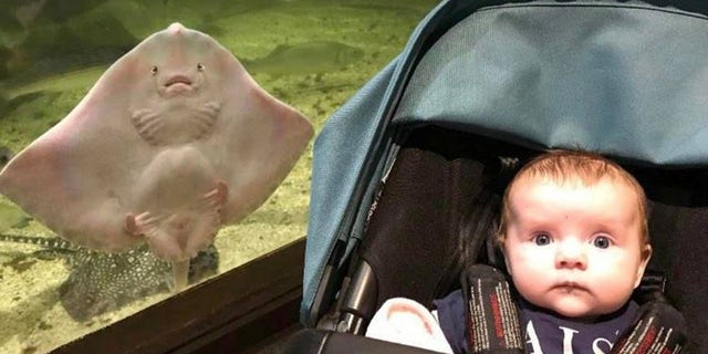 A stingray in an aquarium made a mom "burst out laughing" when it photobombed a picture of her baby daughter with the same expression as her daughter. (SWNS)