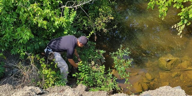 The groundhog being released back into nature.