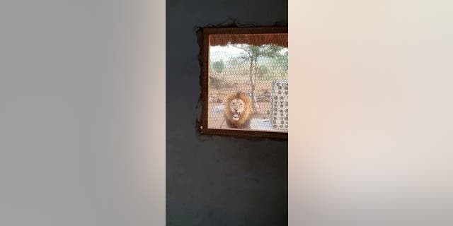 A mesh wire kept Dylan Panos separated from the male lion that walked onto the Bhejane Nature Training camp.