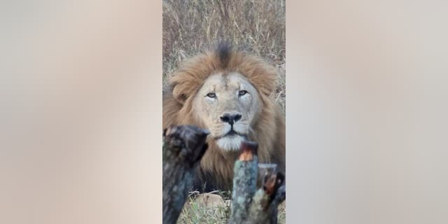 Le lion mâle qui a marché sur le camp d'entraînement naturel de Bhejane poursuivait activement une lionne pour l'accouplement, a déclaré Christa Panos à Fox News.  Panos dirige le camp d'entraînement Bhejane Nature aux côtés de son mari, Dylan.