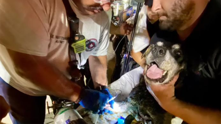 Texas firefighters, police rescue 15-year-old deaf dog from storm drain in dramatic video