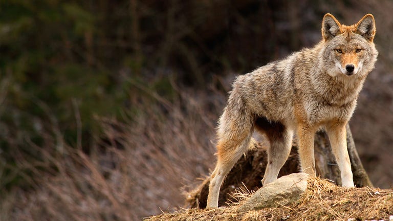 Coyote bites 5-year-old in Canadian park