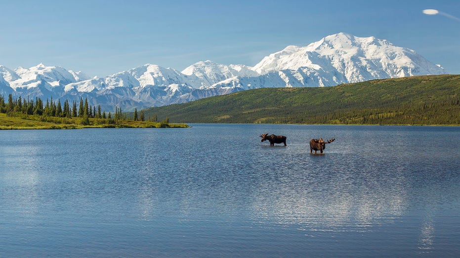Two bull mooses in Alaska at Wonder Lake