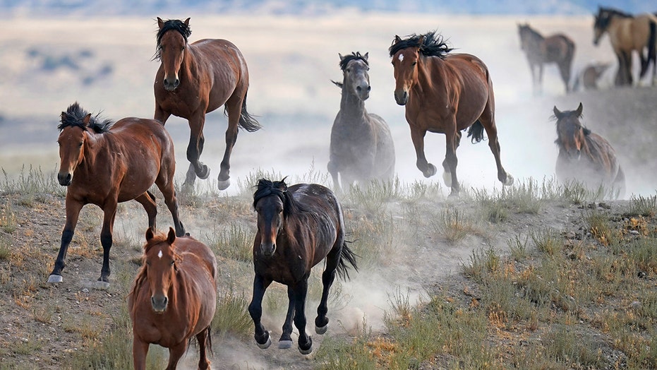 Dozens of wild horses die in Colorado after disease outbreak at federal facility