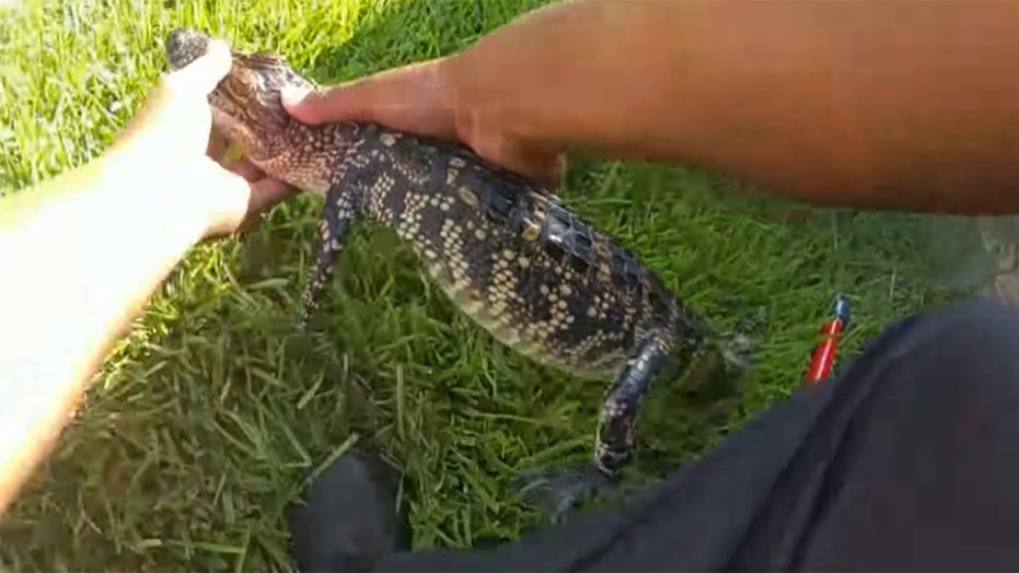 Texas Police Joke About Arresting Alligator For Swimming Naked In Pool Fox News