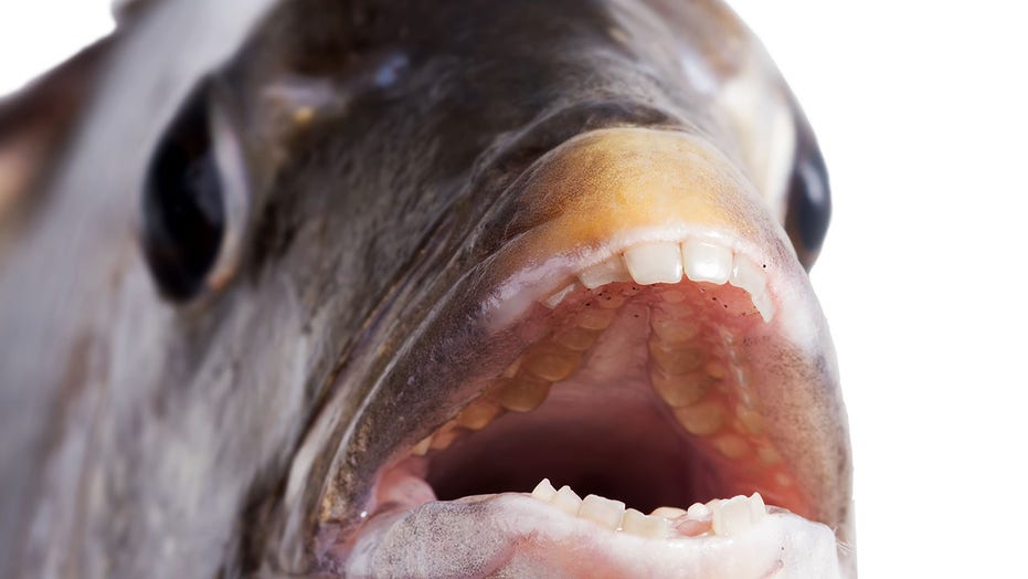 Fish with giant human-looking teeth caught