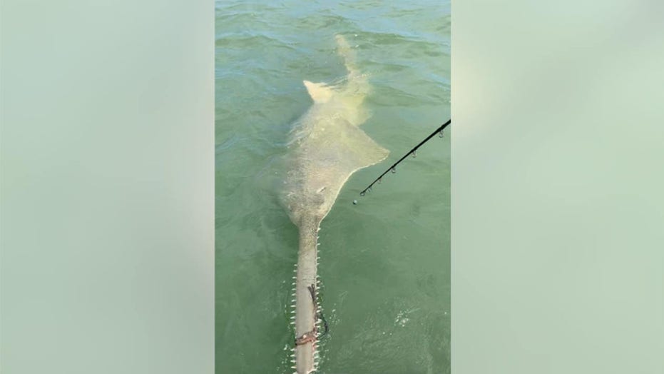 saw fish saw fish