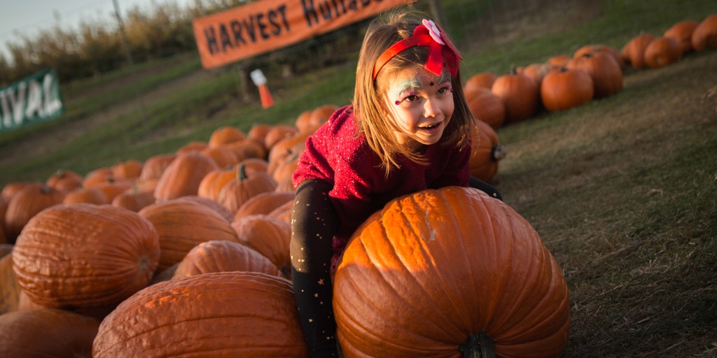 Ahead of Halloween, 16 pumpkin patches to see in America - Vimarsana News
