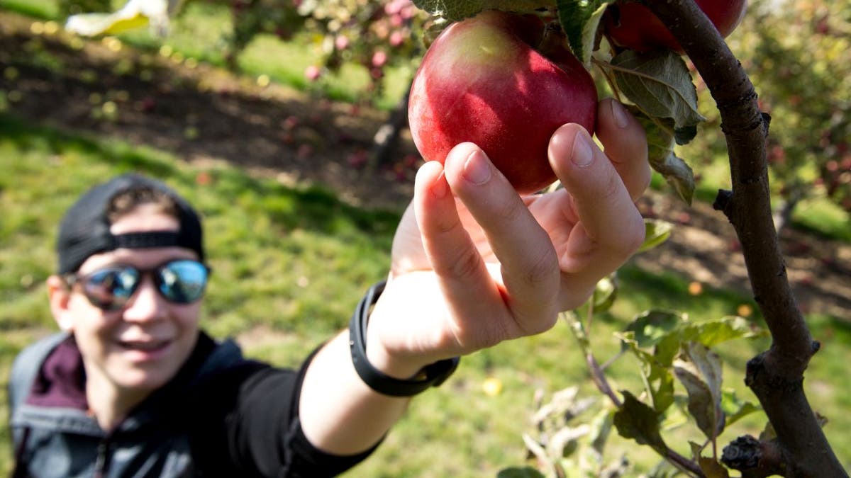 Hidden Acres Orchard has 23 different apple varieties.