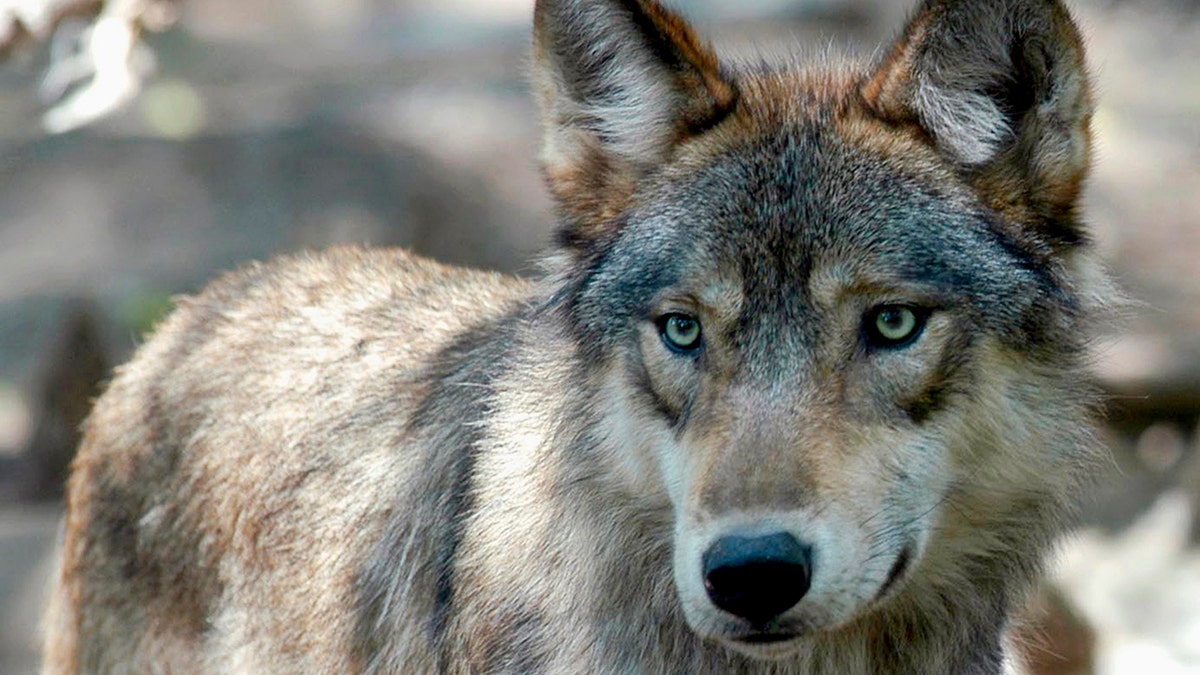 FILE - This July 16, 2004, file photo, shows a gray wolf at the Wildlife Science Center in Forest Lake, Minn.