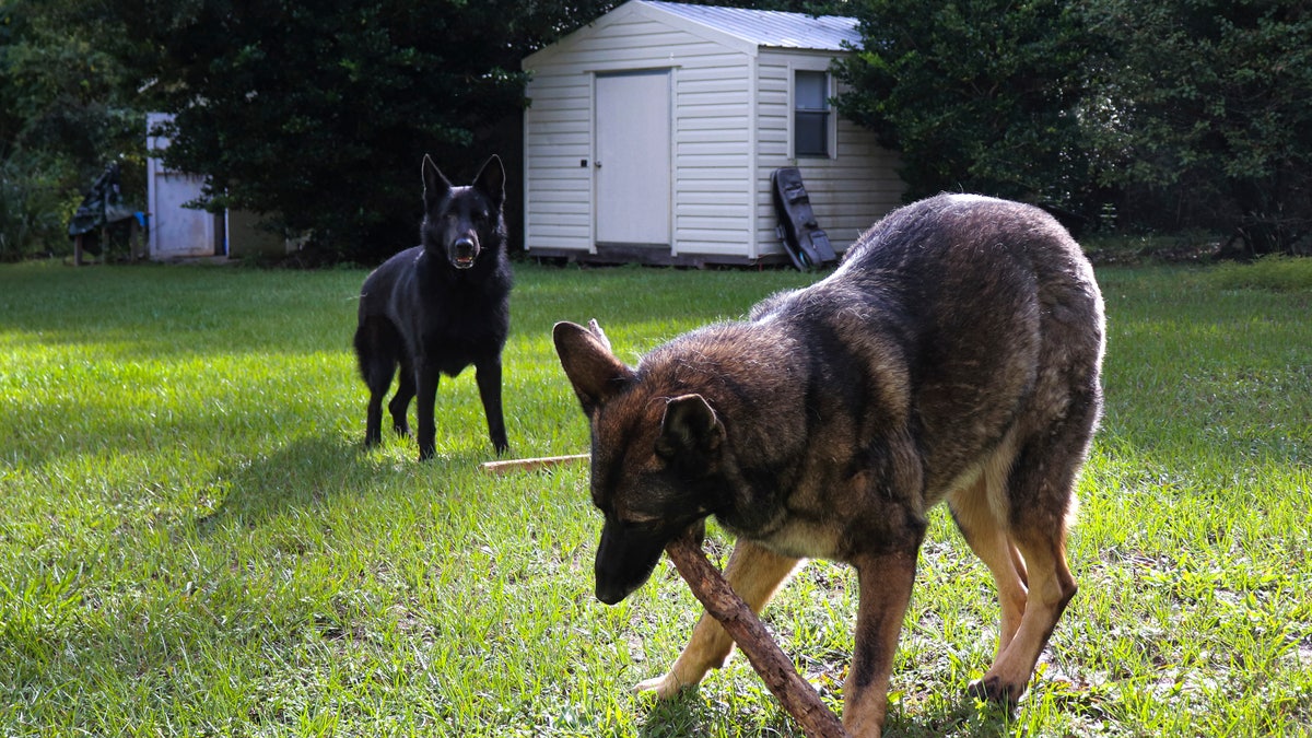 German Shepherds Ellie, right, and Willy play in the backyard of owner Lothar Weimann on Sept. 16, 2021, in Gainesville, Fla. When 68-year-old Weimann suffered a stroke at home in May, Ellie got through three gates and barked furiously to alert a neighbor. (Melissa Hernandez de la Cruz/Fresh Take Florida via AP)