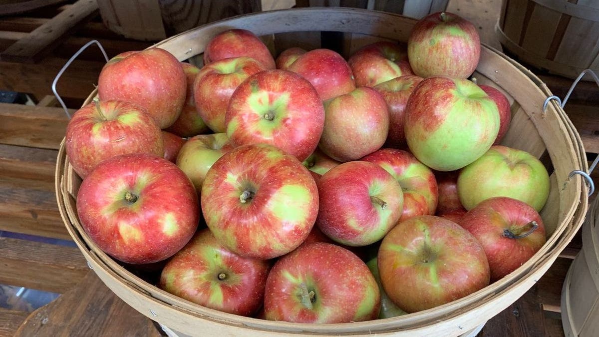 MacGregor Orchard has 27 apple varieties, fruit preserves, apple butter, honey and fresh apple sauce.