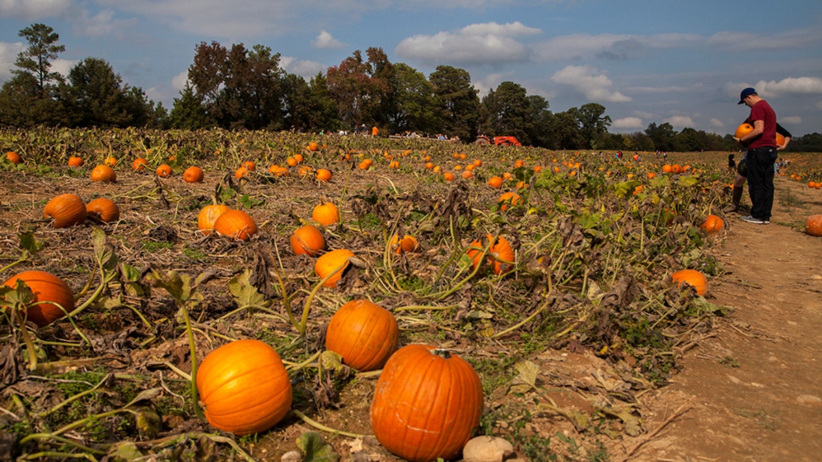 Ahead of Halloween, 16 pumpkin patches to see in America Fox News
