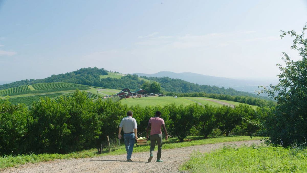 Carter Mountain Orchard has U-Pick and pre-picked apples for visitors. The orchard also offers freshly made pies, cookies, apple cider doughnuts and hand-dipped ice cream.