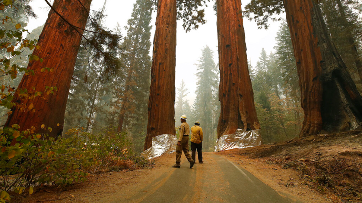 Ed Christopher, left, Deputy Fire Director at U.S. Fish and Wildlife Service, looks over the Four Guardsmen at the entrance to General Sherman at Sequoia National Park, Calif., Wednesday, Sept. 22, 2021.