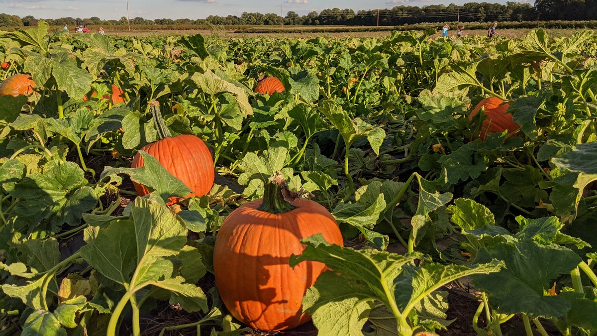 Fifer Orchards pumpkin patch