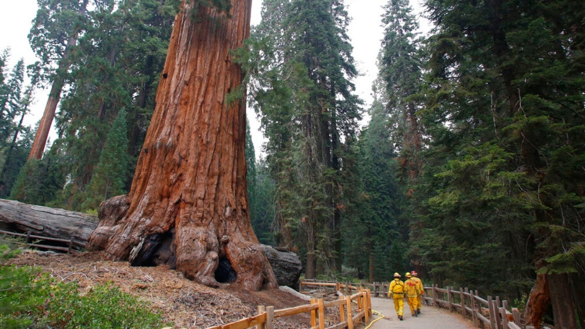 FILE - In this Sept. 12, 2015, file photo, fire fighters walk near a giant Sequoia at Grant Grove in Kings Canyon National Park, Calif. Nearby Sequoia National Park was shut down and its namesake gigantic trees were under potential threat Tuesday, Sept. 14, 2021, as forest fires burned in steep and dangerous terrain in California's Sierra Nevada. The Colony and Paradise fires were ignited by lightning last week and were being battled collectively as the KNP Complex. Kings Canyon National Park, to the north of Sequoia, remained open. 