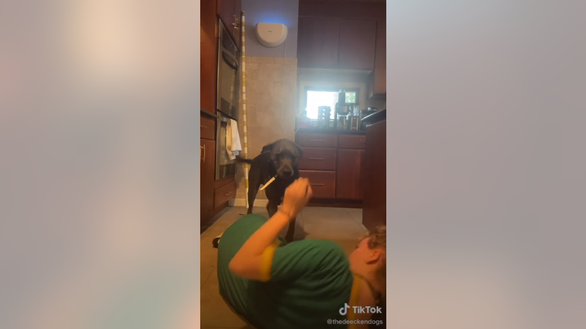 Haley Deecken told Fox News her dog Dunkin has been trained to retrieve a knife from the kitchen cubby that's built into her counter. He displayed that skill in a viral TikTok video where Deecken pretended to choke to gauge his reaction.