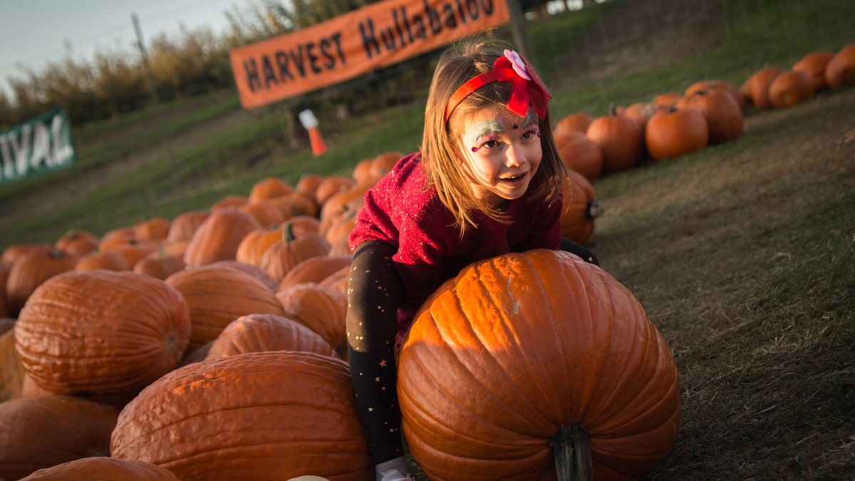Ahead of Halloween, 16 pumpkin patches to see in America Fox News