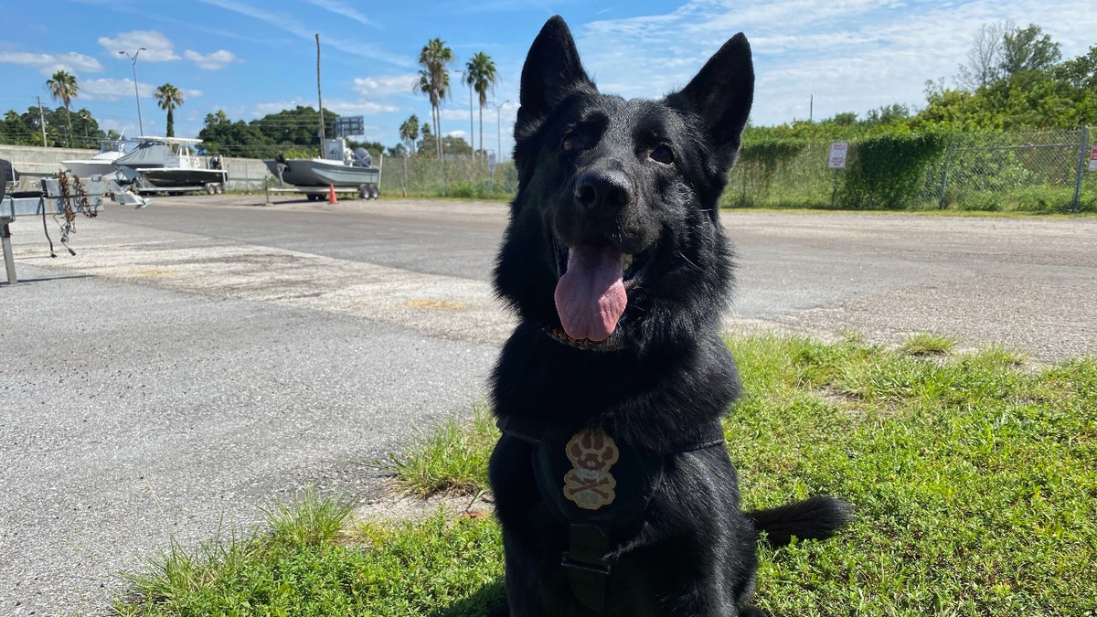 Duane "Dog the Bounty Hunter" Chapman on Wednesday contracted a private search and rescue K-9 team to search an island called Egmont Key off the coast of Saint Petersburg, Florida, in his search for Brian Laundrie. (Fox News' Michael Ruiz)