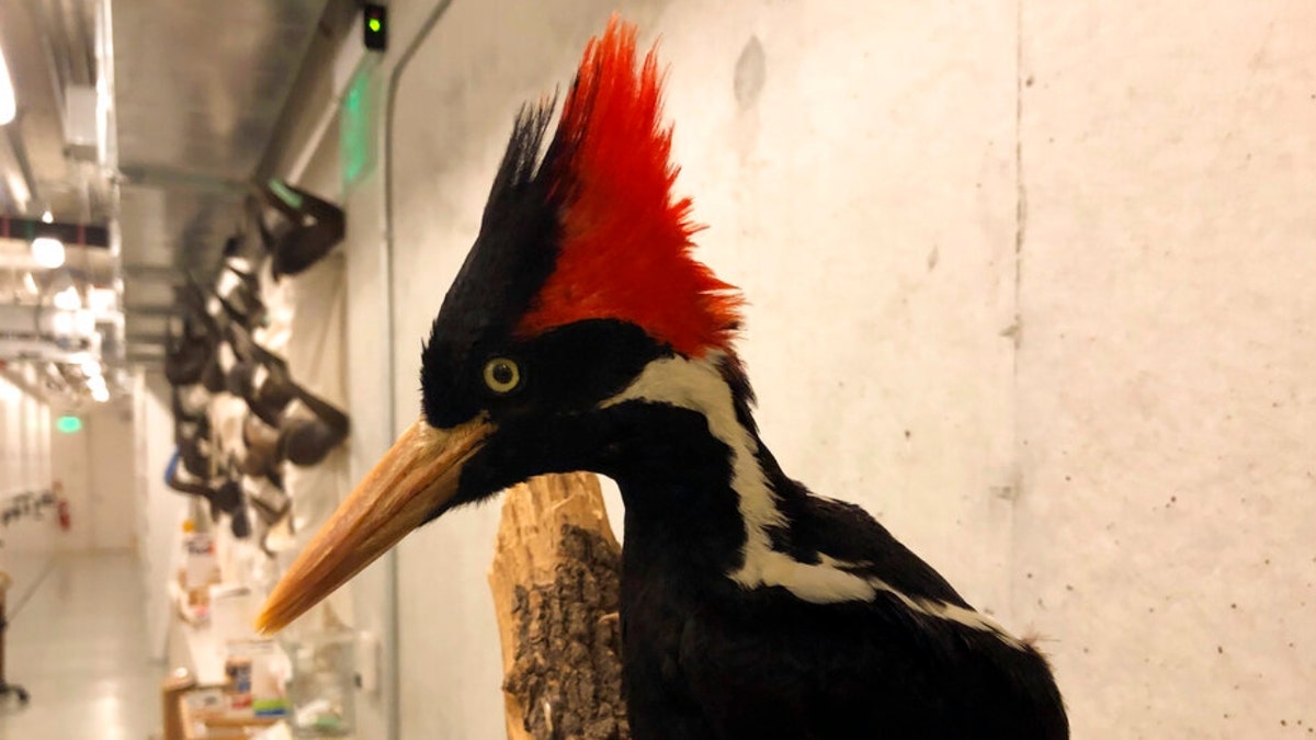 An ivory-billed woodpecker, now extinct, is seen on a display at the California Academy of Sciences in San Francisco, Friday Sept. 24, 2021. Death’s come knocking a last time for the splendid ivory-billed woodpecker and 22 assorted birds, fish and other species: The U.S. government is declaring them extinct, the Associated Press has learned. It’s a rare move for wildlife officials to give up hope on a plant or animal, but government scientists say they've exhausted efforts to find these 23. 