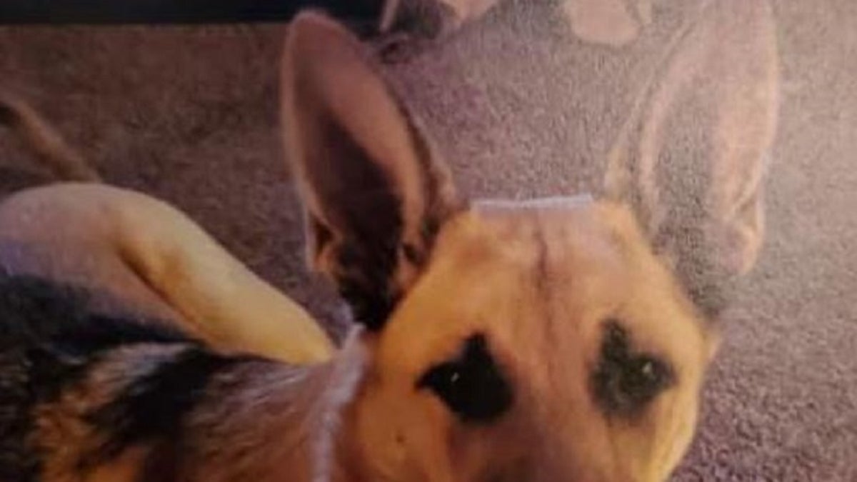 Jacob McCarty, 14, was reportedly found dead with his German shepherd, Isabella, after he vanished last week, authorities told a local news outlet. 