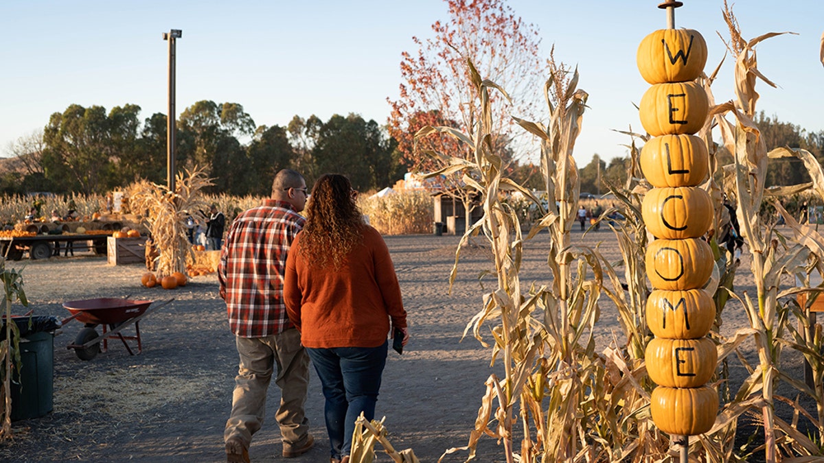 Bring the whole family to Petaluma Pumpkin patch for corn maze exploring and pumpkin picking.