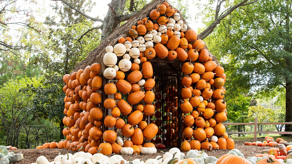 Cheekwood Harvest in Nashville provides endless fall fun with the "Pumpkin Village" pumpkin patch with two life-sized pumpkin houses, children’s art activities, live music, food trucks and more seasonal merriment.