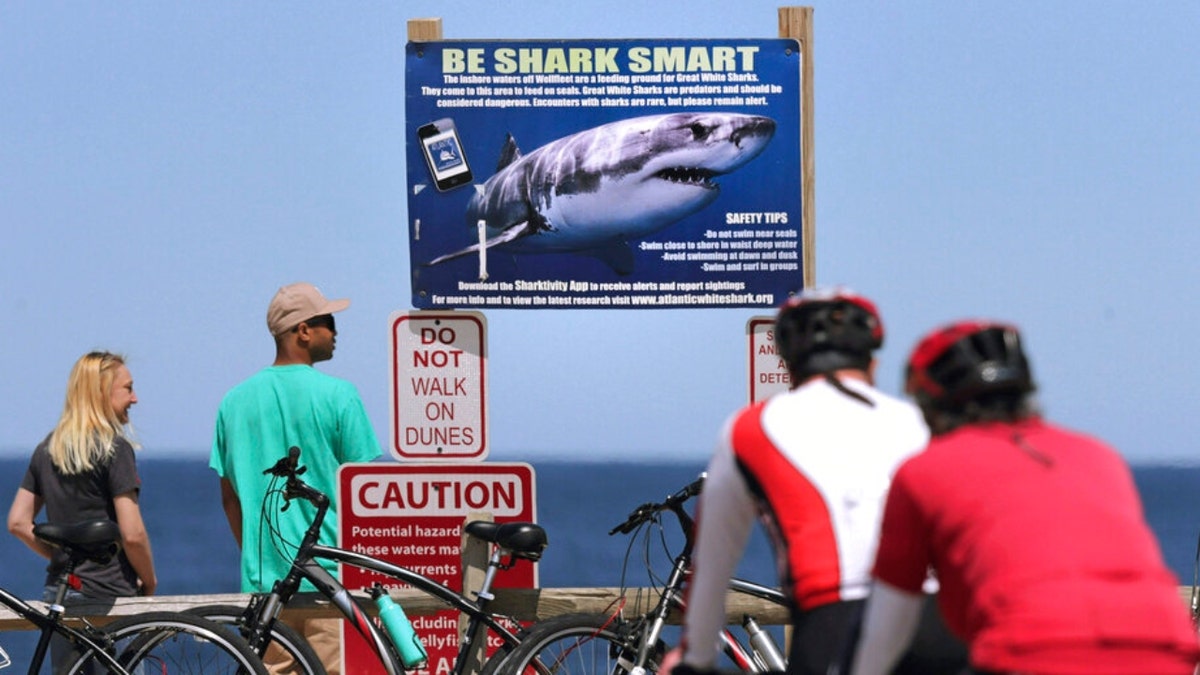 Massachusetts beach sharks