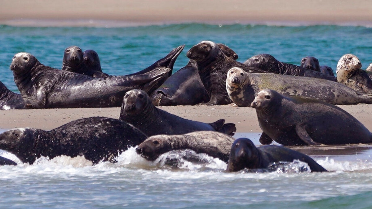 Seals, a food source for area great white sharks, bask in the sun and swim, near the sighting of a great white shark off the Massachusetts' coast of Cape Cod, on Tuesday, Aug. 17, 2021. 