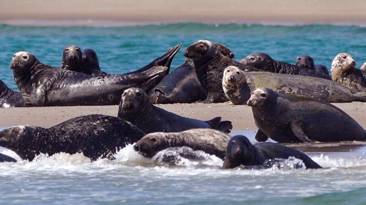 Seals, a food source for area great white sharks, bask in the sun and swim, near the sighting of a great white shark off the Massachusetts' coast of Cape Cod, on Tuesday, Aug. 17, 2021.?