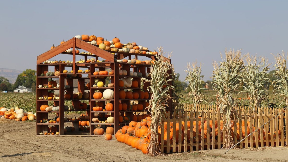 Studt's Pumpkin Patch & Corn Maze has a 12-acre pumpkin patch with 45+ pumpkin varieties to explore.