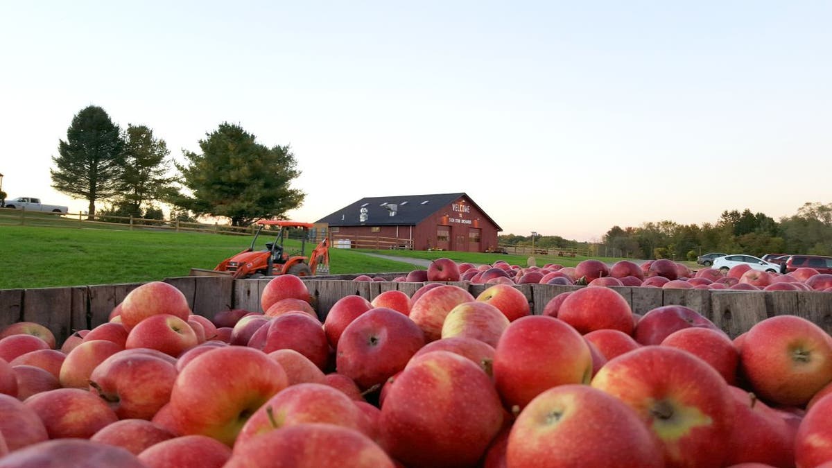 Apple picking at Twin Star Orchard is available from Labor Day until early November.