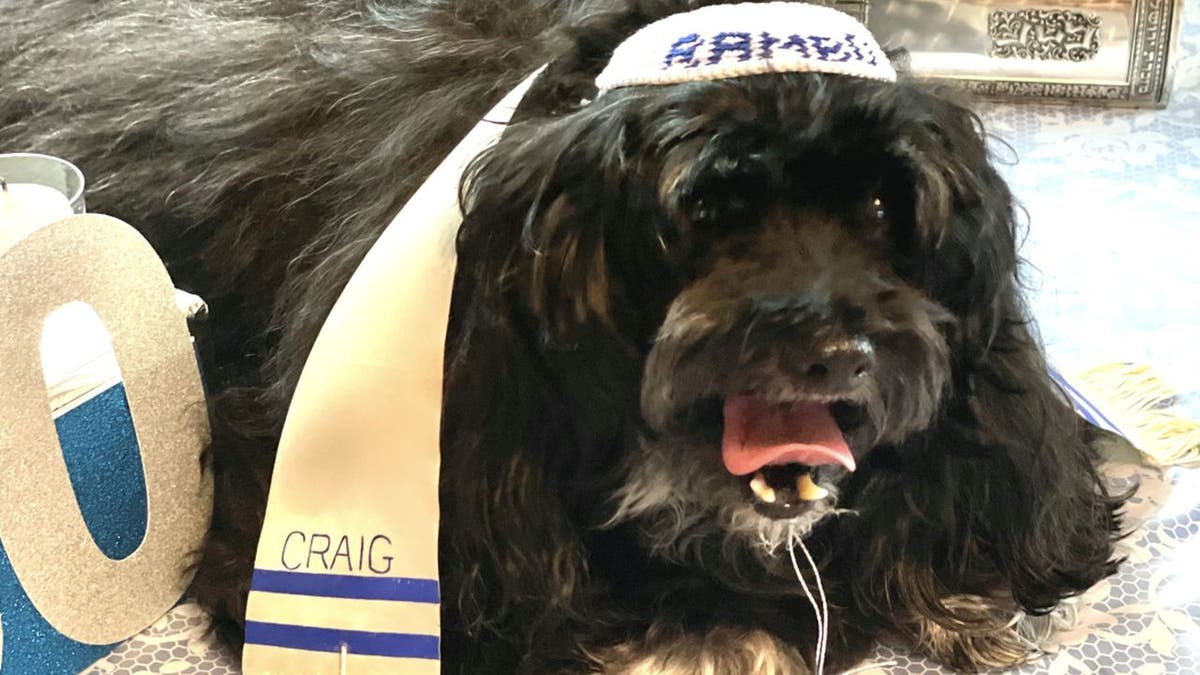 Rambo, 13, had a canine-friendly Bar Mitzvah on Sept. 5, 2021.