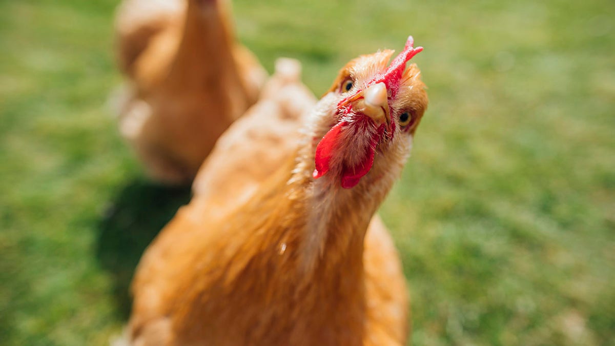 Buff Orpington Hen