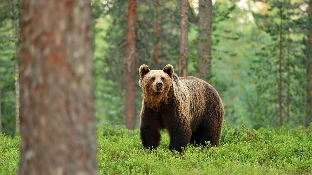 brown bear (ursus arctos) in a forest landscape